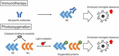 Photo-Oxygenation as a New Therapeutic Strategy for Neurodegenerative Proteinopathies by Enhancing the Clearance of Amyloid Proteins